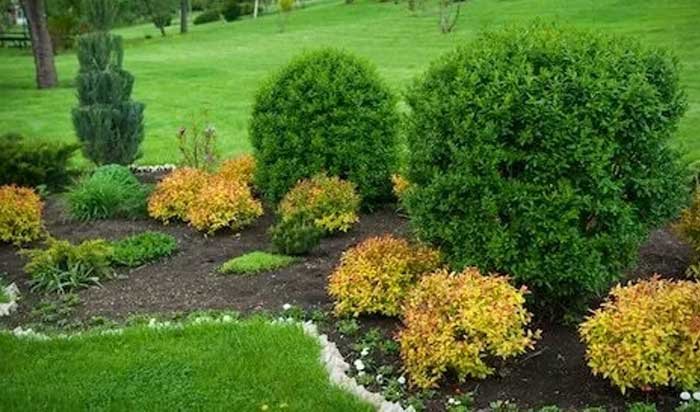 tree shrubs and flower services