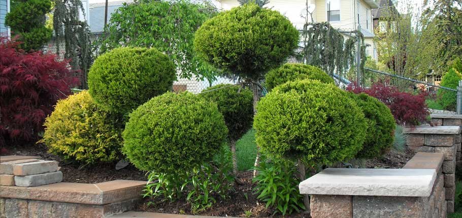 tree shrubs and flower services