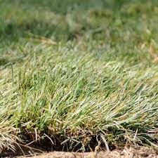 Expert Sod Installation Near You in Sparks, NV
