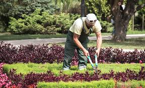 Landscapers in Reno, N