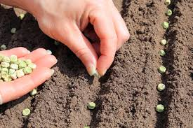Planting Mixes for Healthier Growth in Sparks, NV